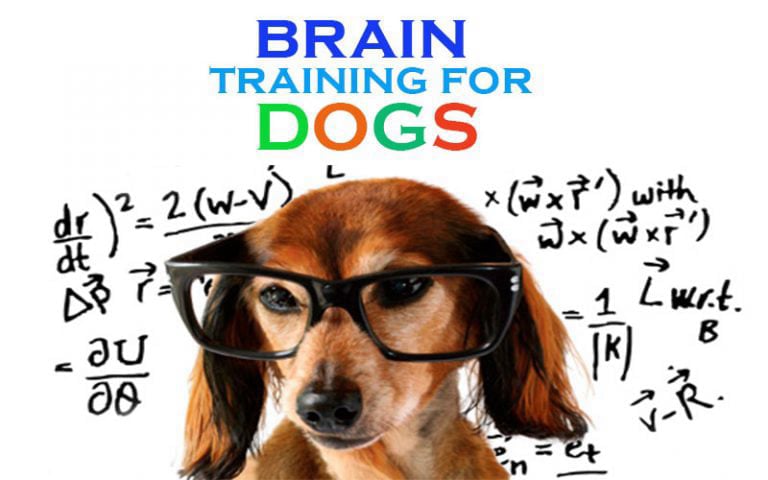 BRAIN TRAINING FOR DOGS