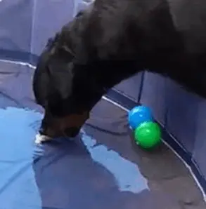 module 3rd high school Brain Training for Dog