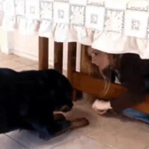 module 5 University Brain Training for Dog